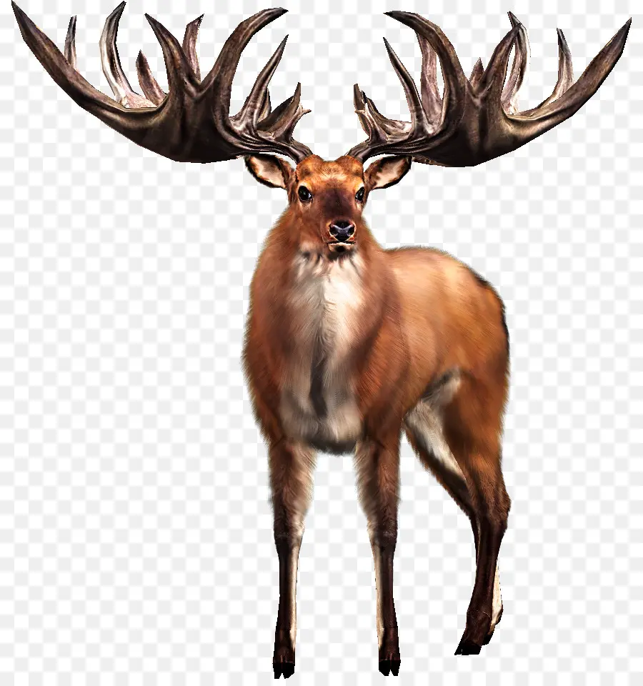 Elk，Veado PNG