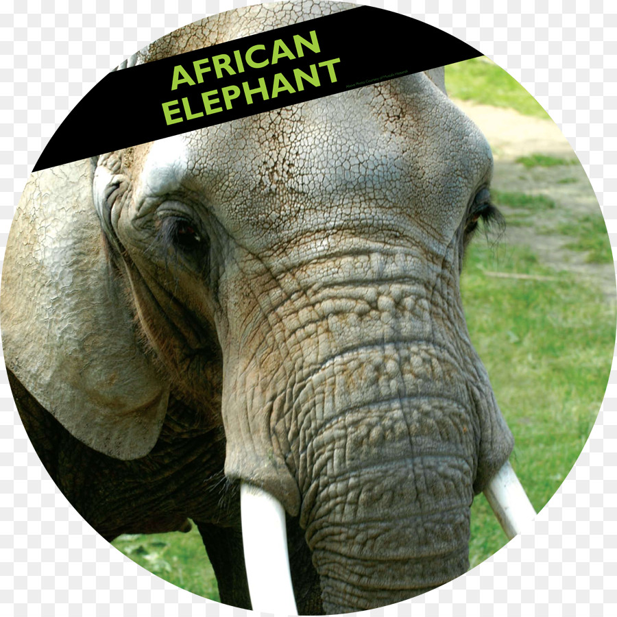 Woodland Park Zoo，Elefante Africano PNG