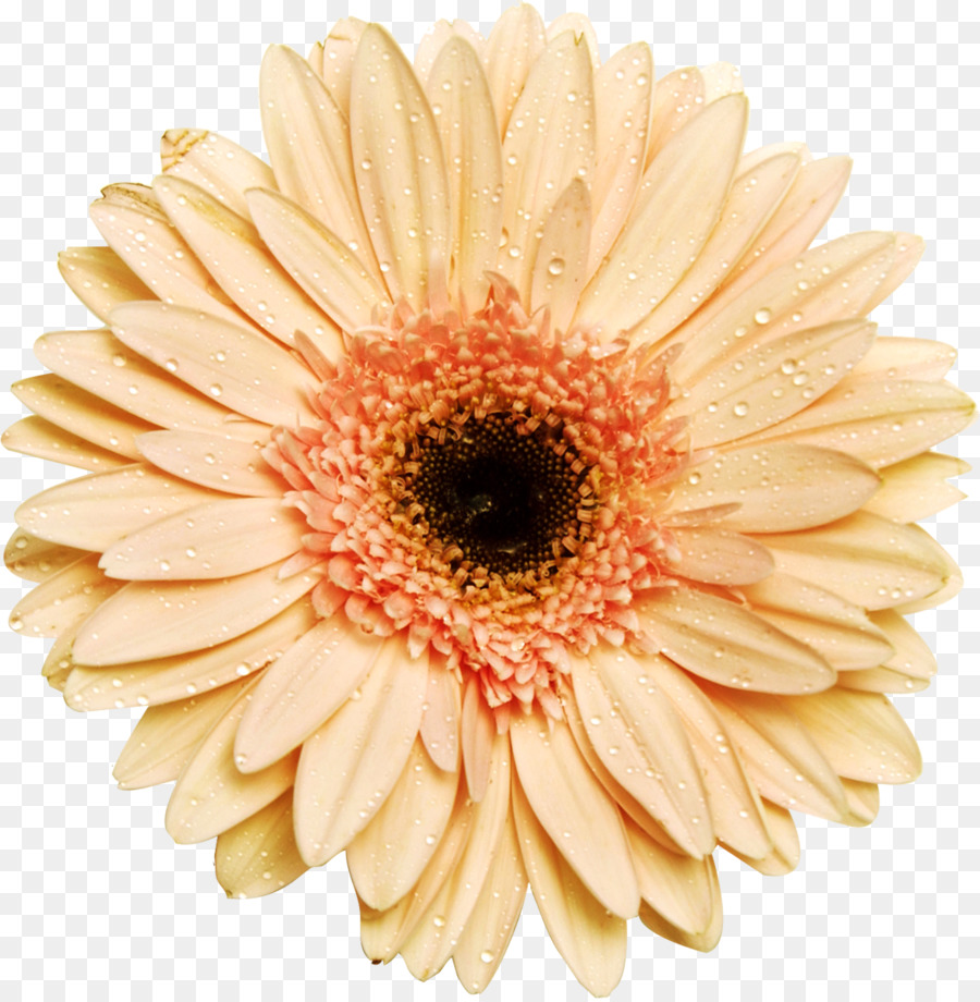 Flor，Florescer PNG