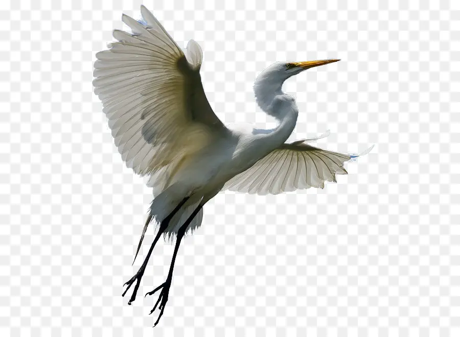 Heron，Garça PNG
