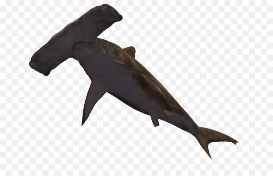 Peixe Espada，Peixe PNG