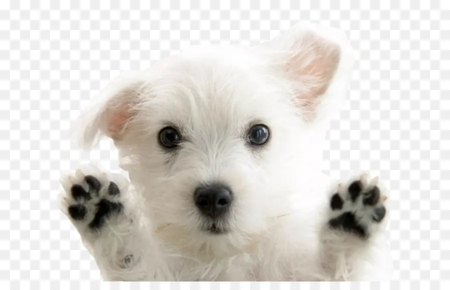 West Highland White Terrier，Filhote De Cachorro PNG