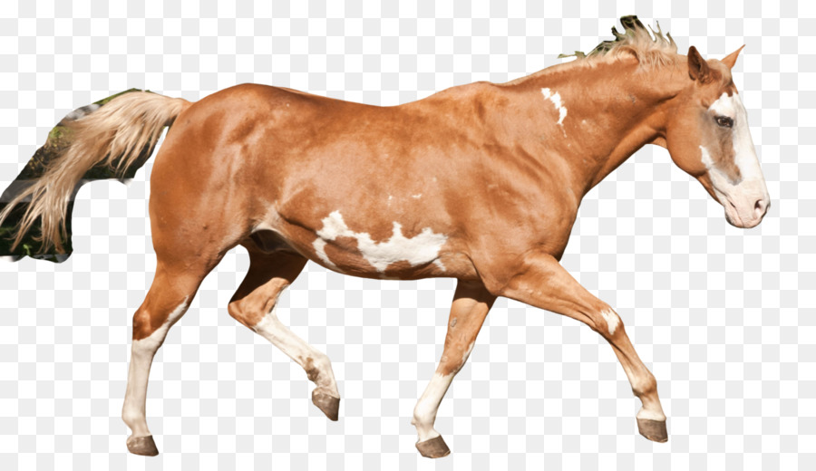 Potro，Cavalo PNG