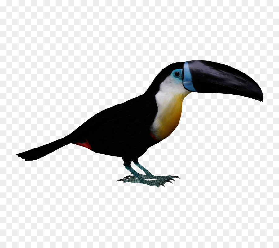 Tucano，Bico PNG