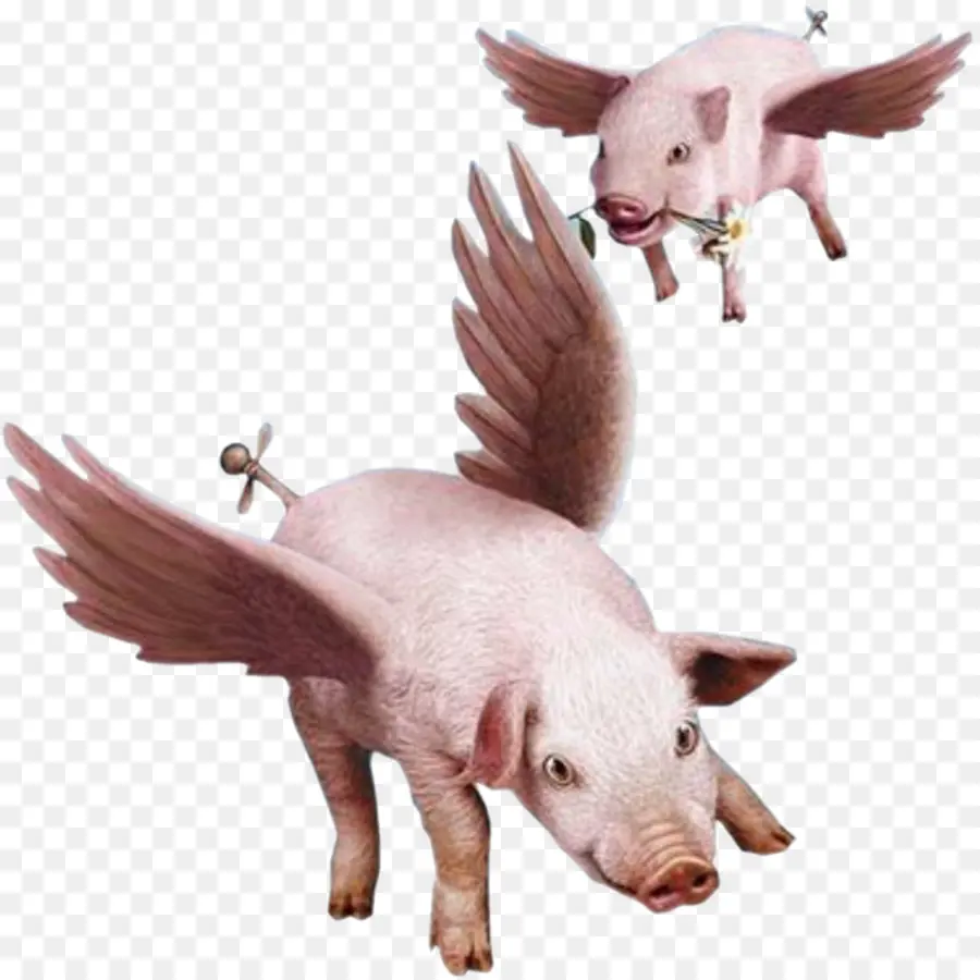 Porco，Quando Os Porcos Voarem PNG