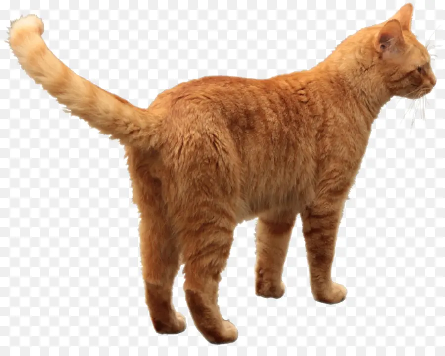 Gato Laranja，Bicho De Estimação PNG