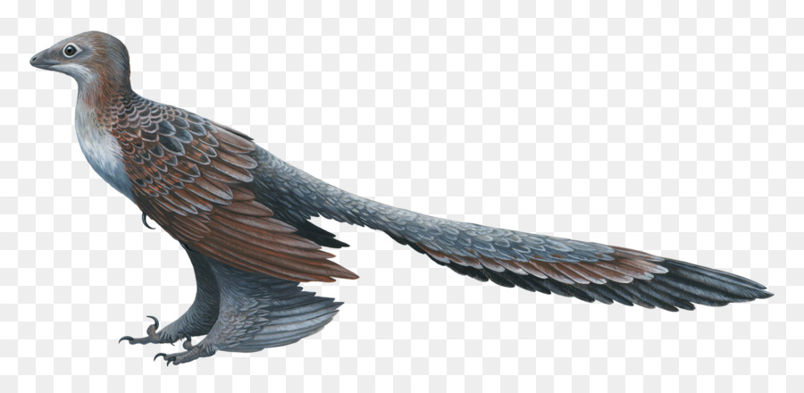 Changyuraptor，Microraptor PNG