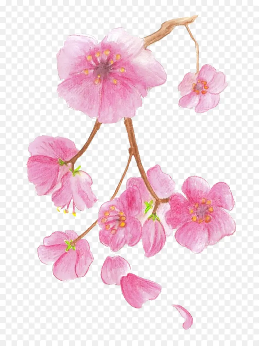 Flor De Cerejeira，Desenho PNG