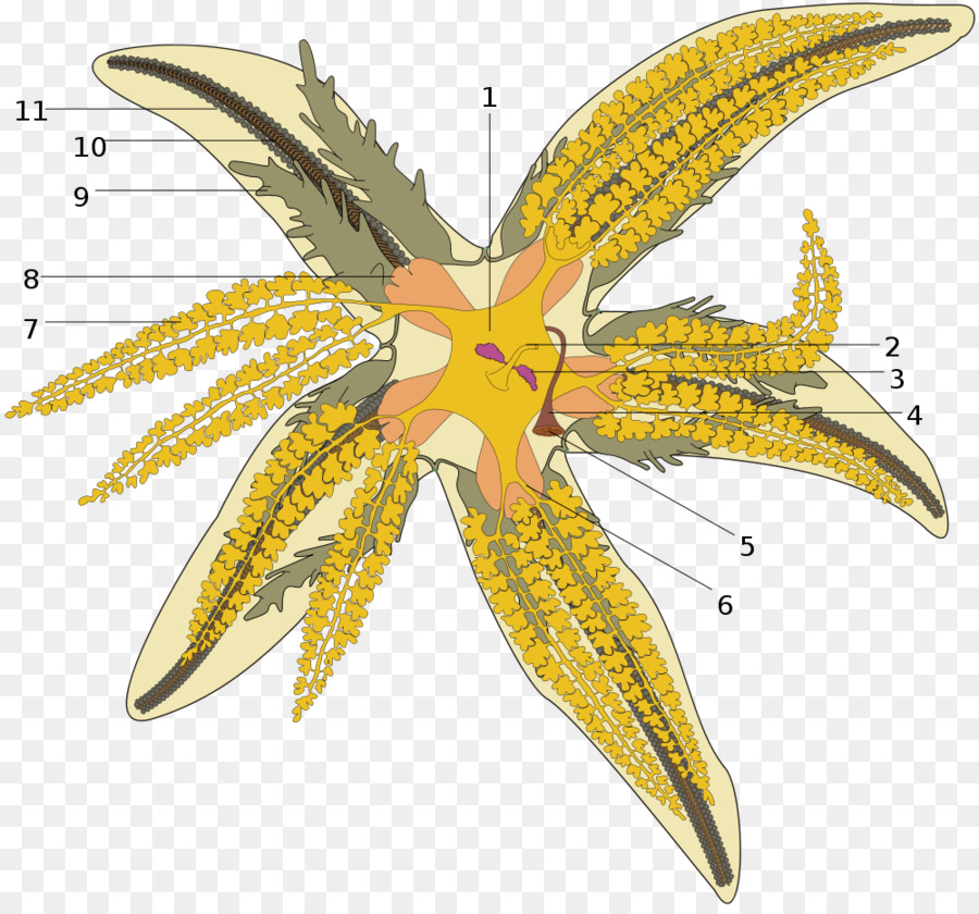 Comum Estrela Do Mar，Echinoderm PNG