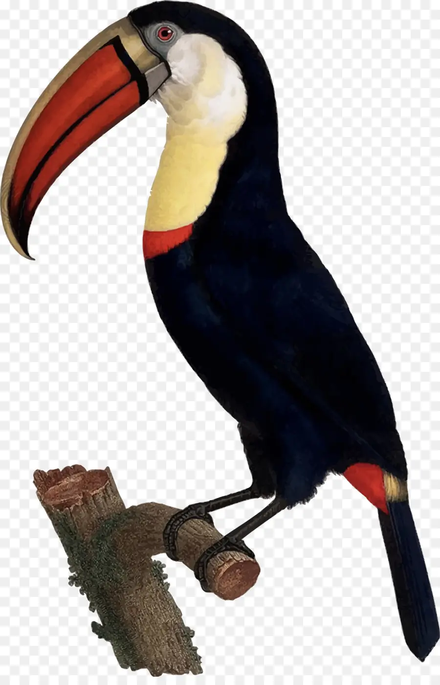 Tucano，Bico PNG