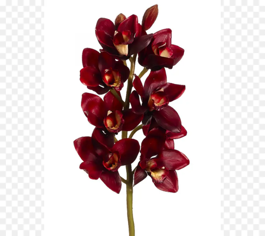 Orquídea，Vermelho PNG