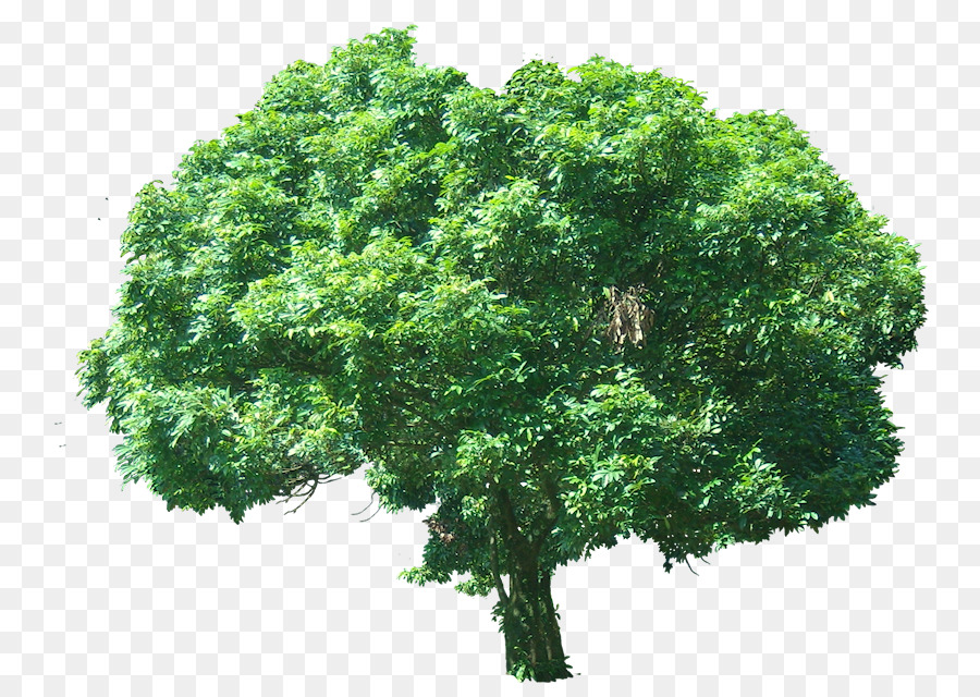 árvore，Lichia PNG