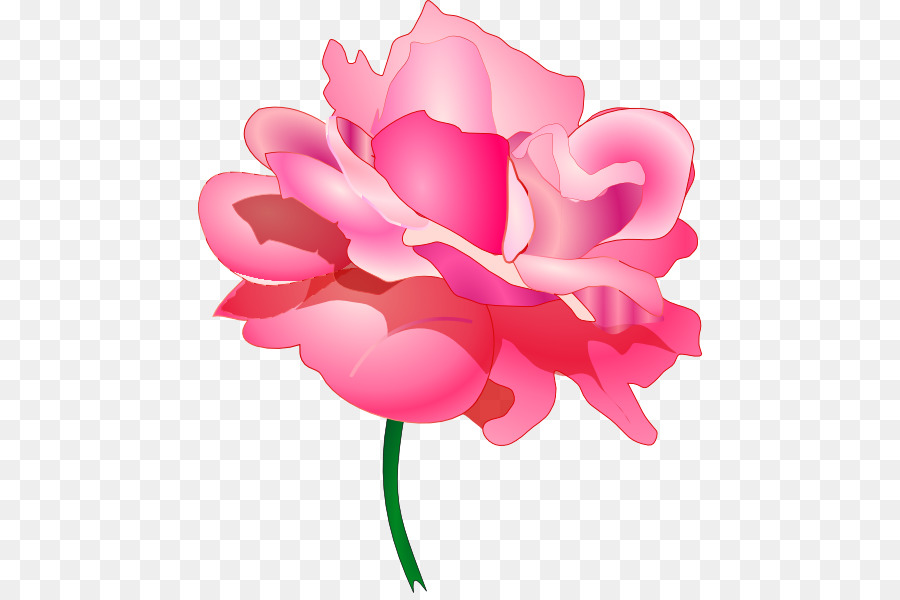 Rosa，Florescer PNG