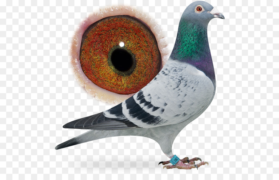 Pombo，Pássaro PNG