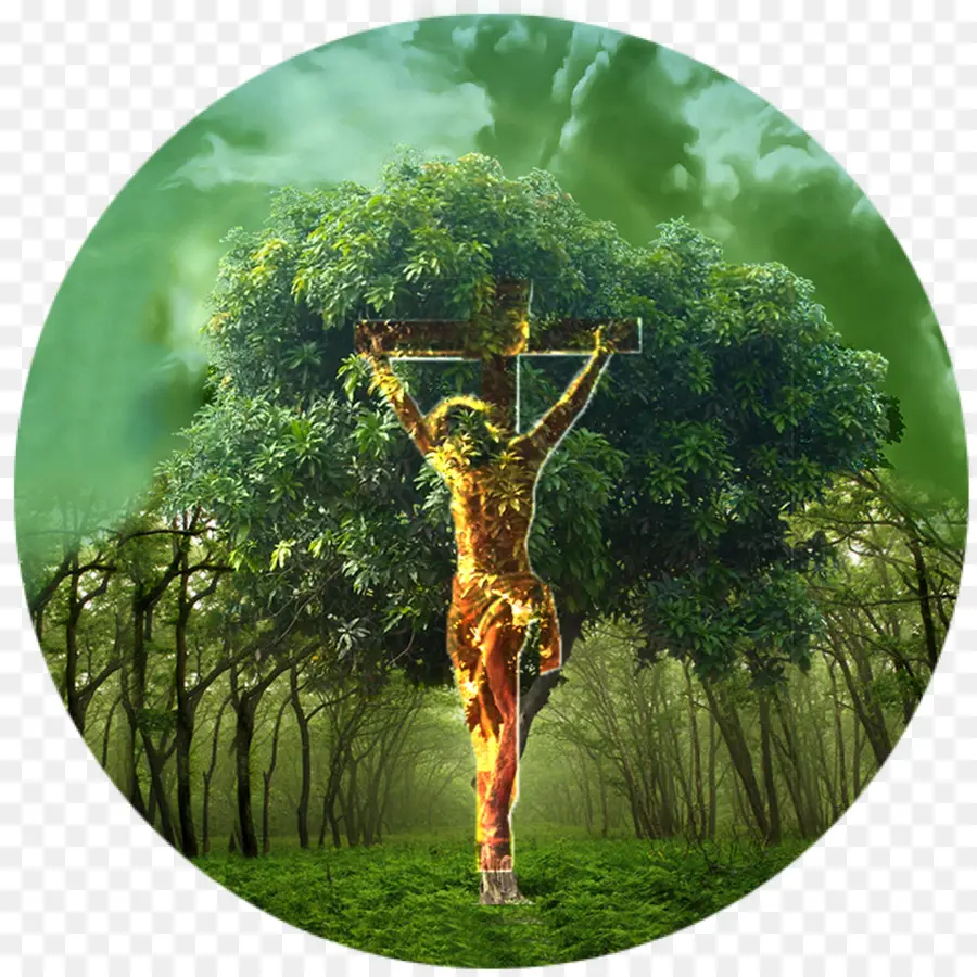 Crucifixo De Árvore，Natureza PNG