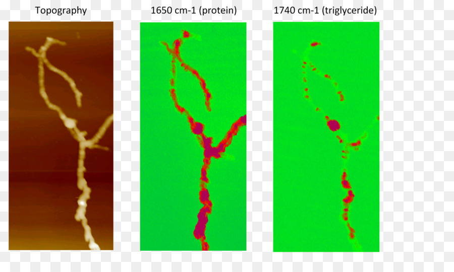 Microscopia De Força Atômica，Afmir PNG