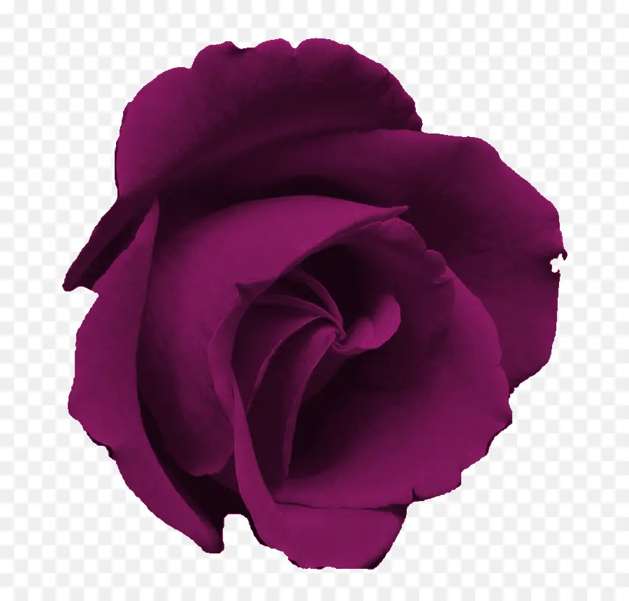 Rosa Roxa，Florescer PNG