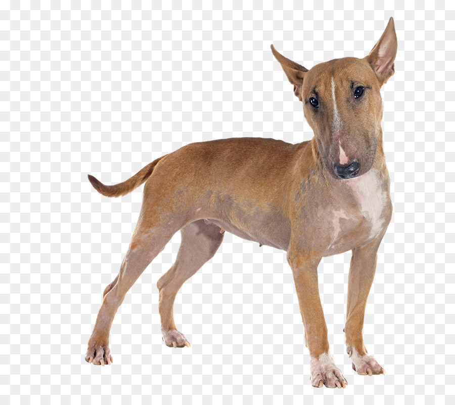 Bull Terrier，Bull Terrier Miniatura PNG