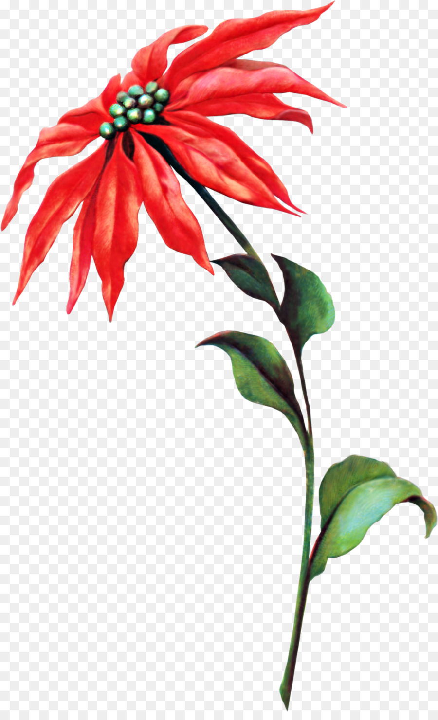 Flor，Flores De Corte PNG