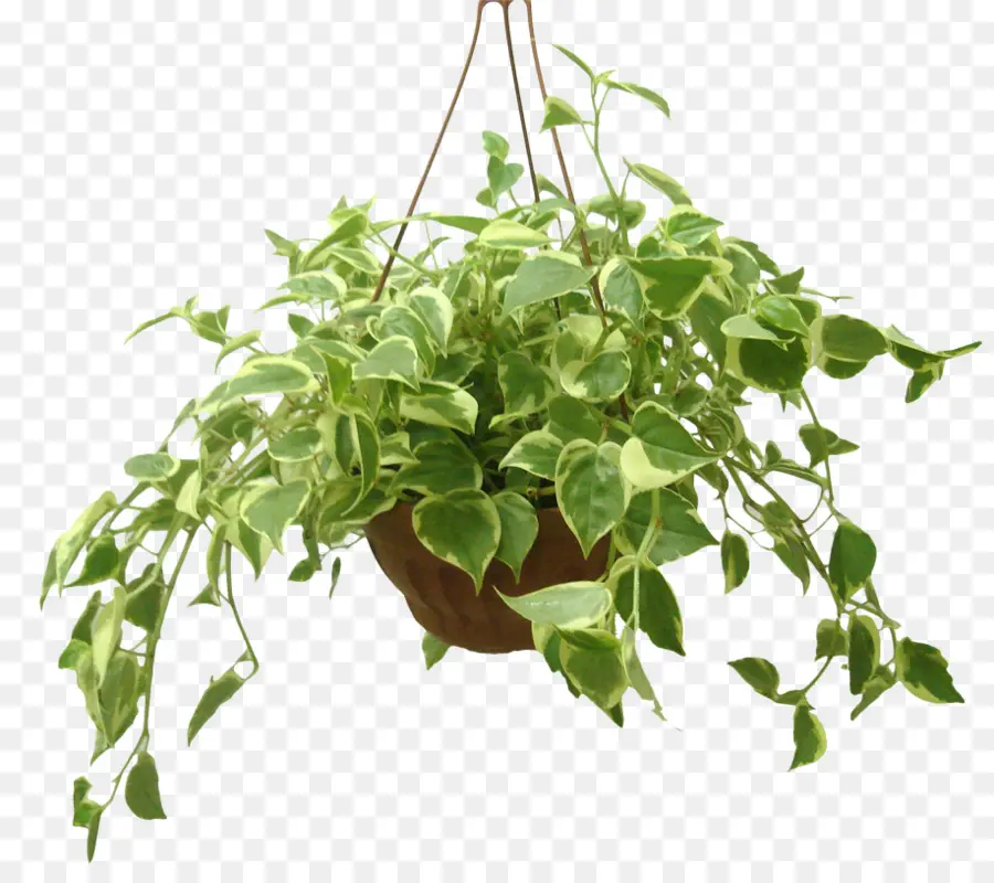 Planta，Planta De Casa PNG