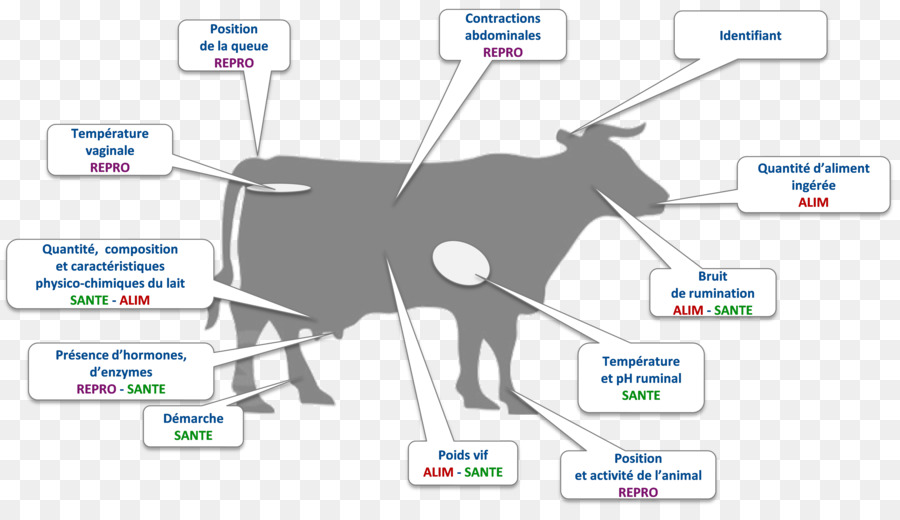 Gado，Corte De Carne PNG