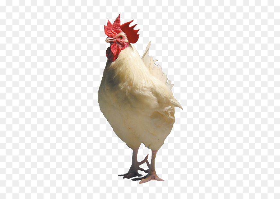 Frango Marrom，Galinha PNG