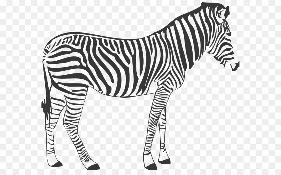 Zebra Colorida，Listras PNG