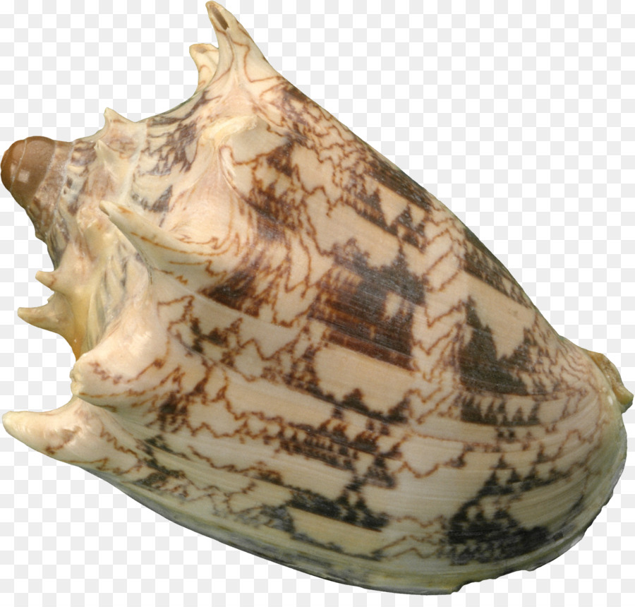 Seashell，Conquiliologia PNG