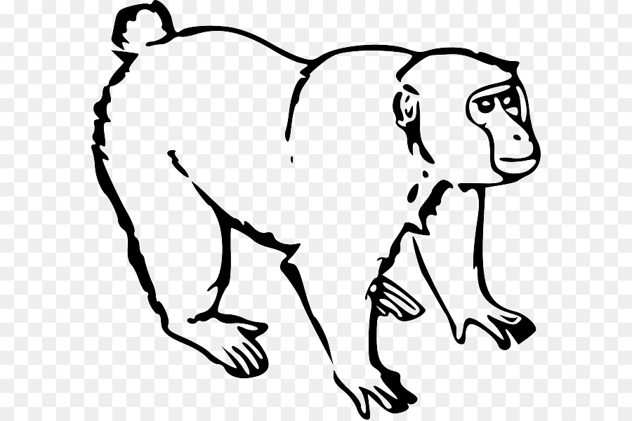 Macaco，Primata PNG