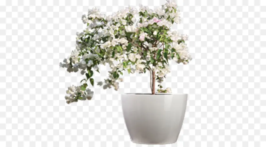 Planta Com Flores，Pote PNG