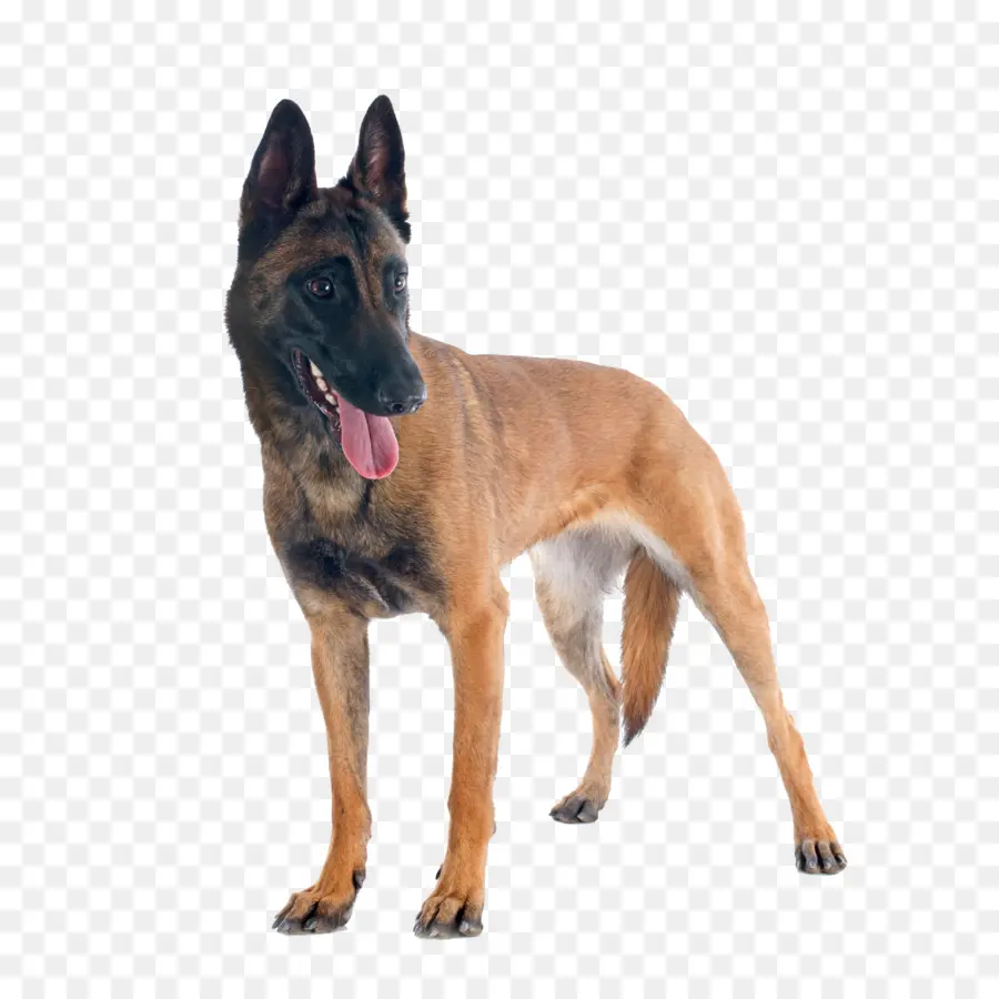 Malinois Cão，Pastor Alemão PNG