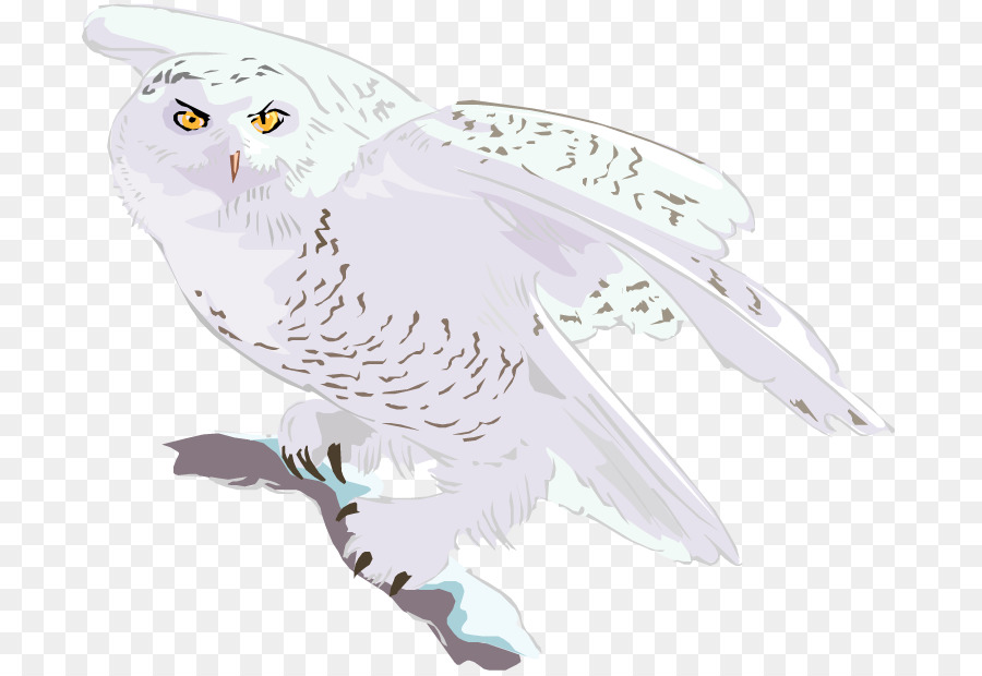 Coruja，Aves PNG