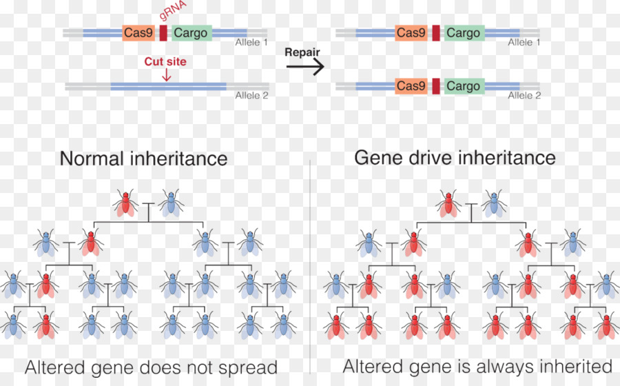 Gene Unidade，Genética PNG