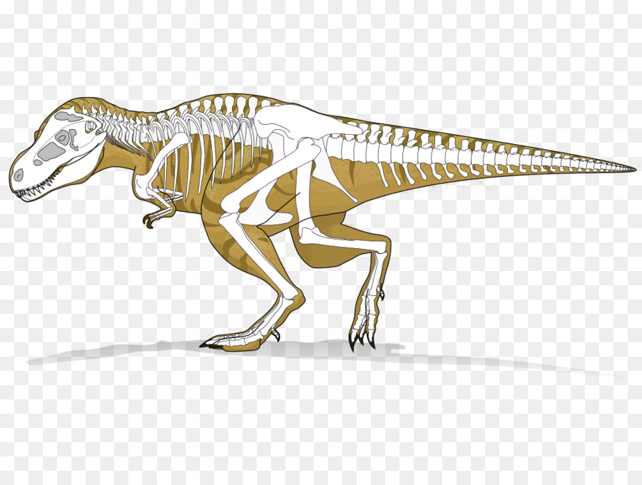 Esqueleto De Dinossauro，Fóssil PNG