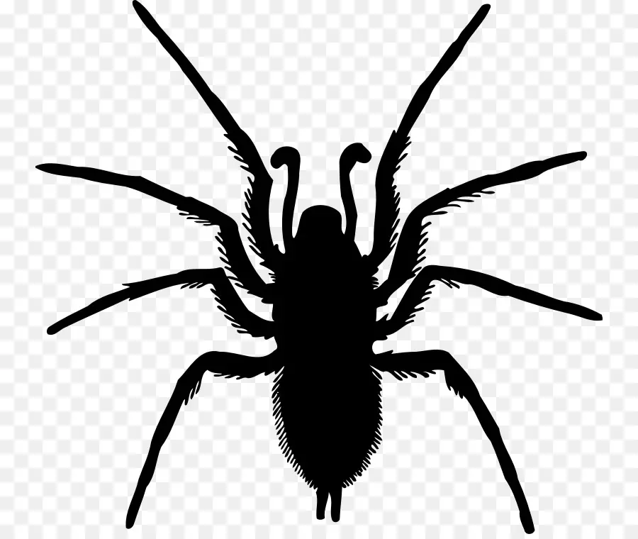 Aranha Negra，Pernas PNG