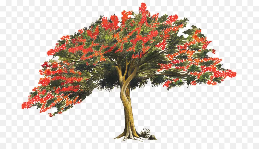 árvore，Royal Poinciana PNG