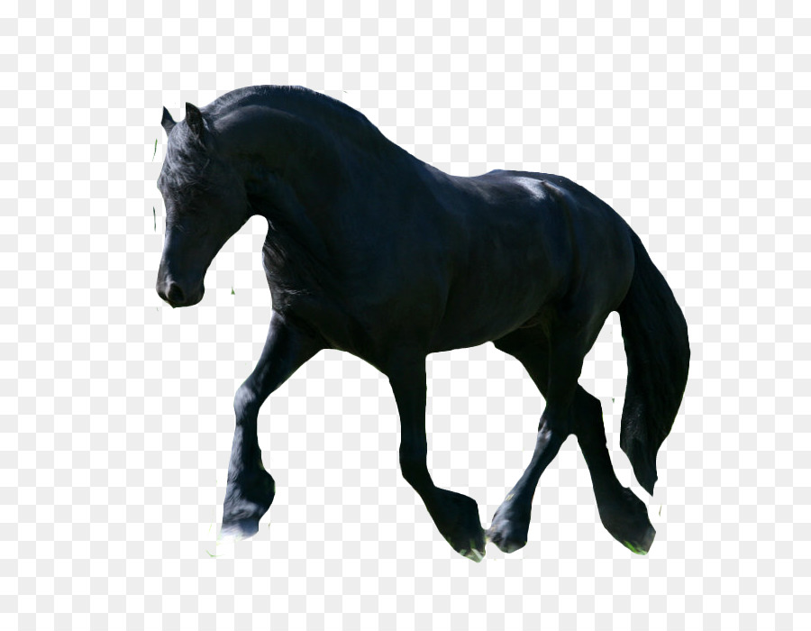 Cavalos，Animais Selvagens PNG