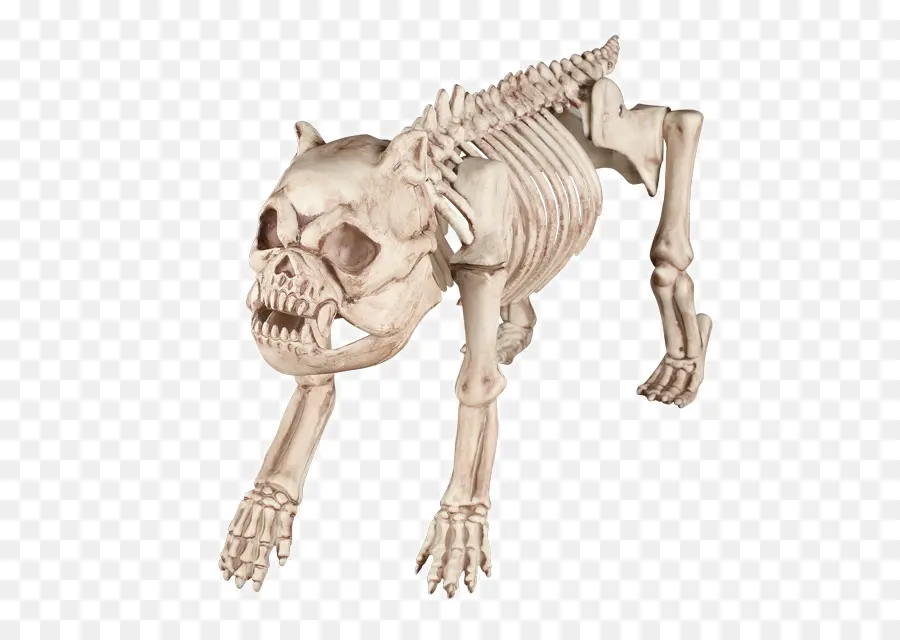 Beagle，Esqueleto PNG