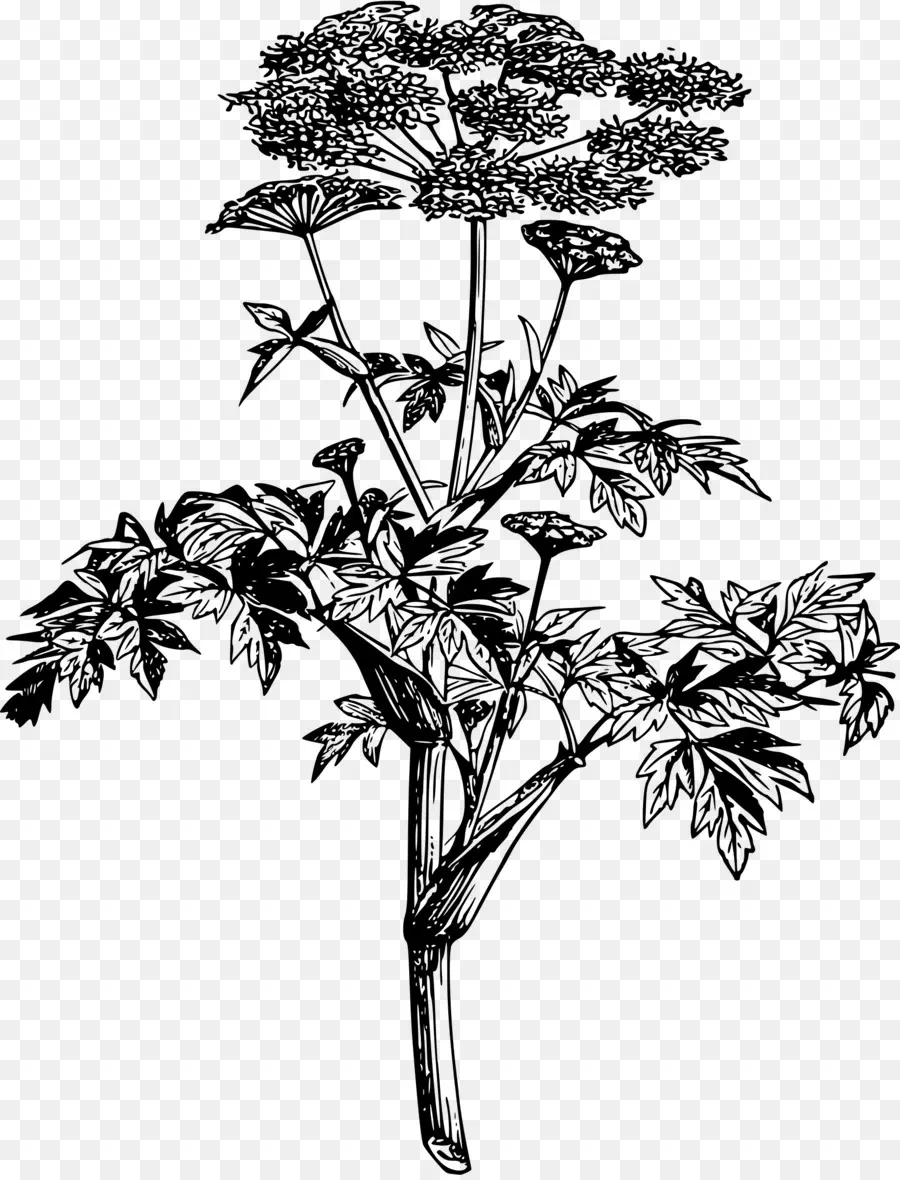 Angelica Archangelica，Planta PNG