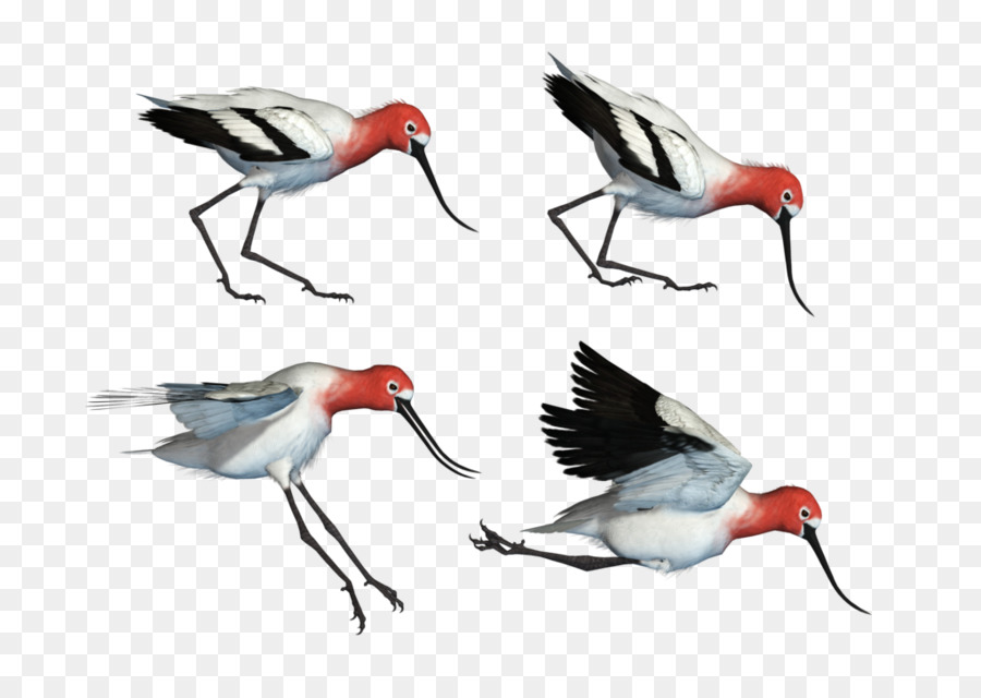 Aves，Pernalta Da PNG