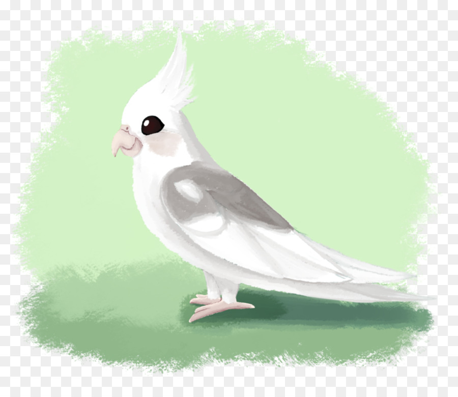 Aves，Cacatua PNG