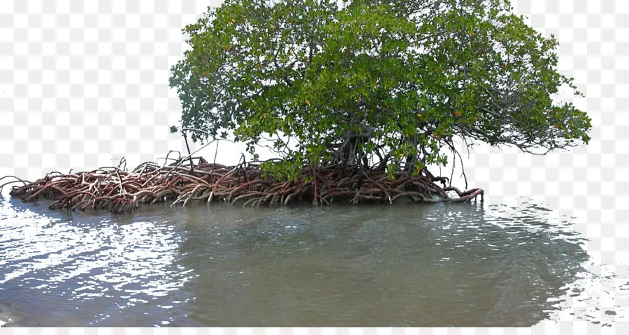 árvore De Mangue，Raízes PNG