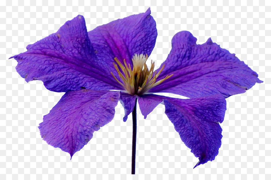 Flor Roxa，Florescer PNG