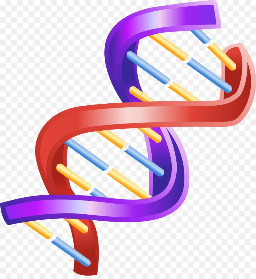 ácido Nucleico Dupla Hélice，Dupla Hélice De Um Relato Pessoal Sobre A Descoberta Da Estrutura Do Dna PNG