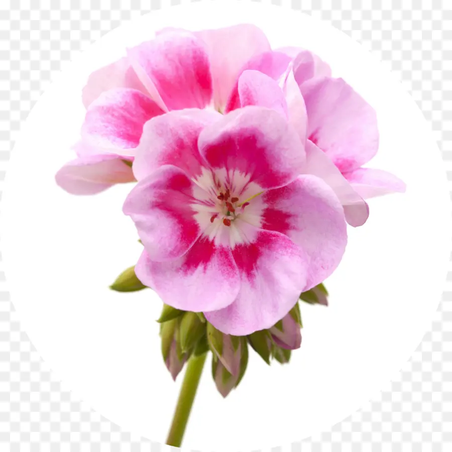 Flor Rosa，Florescer PNG