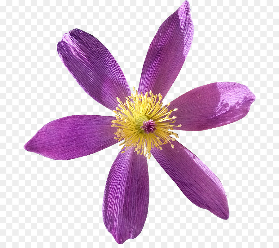 Flor Rosa，Florescer PNG