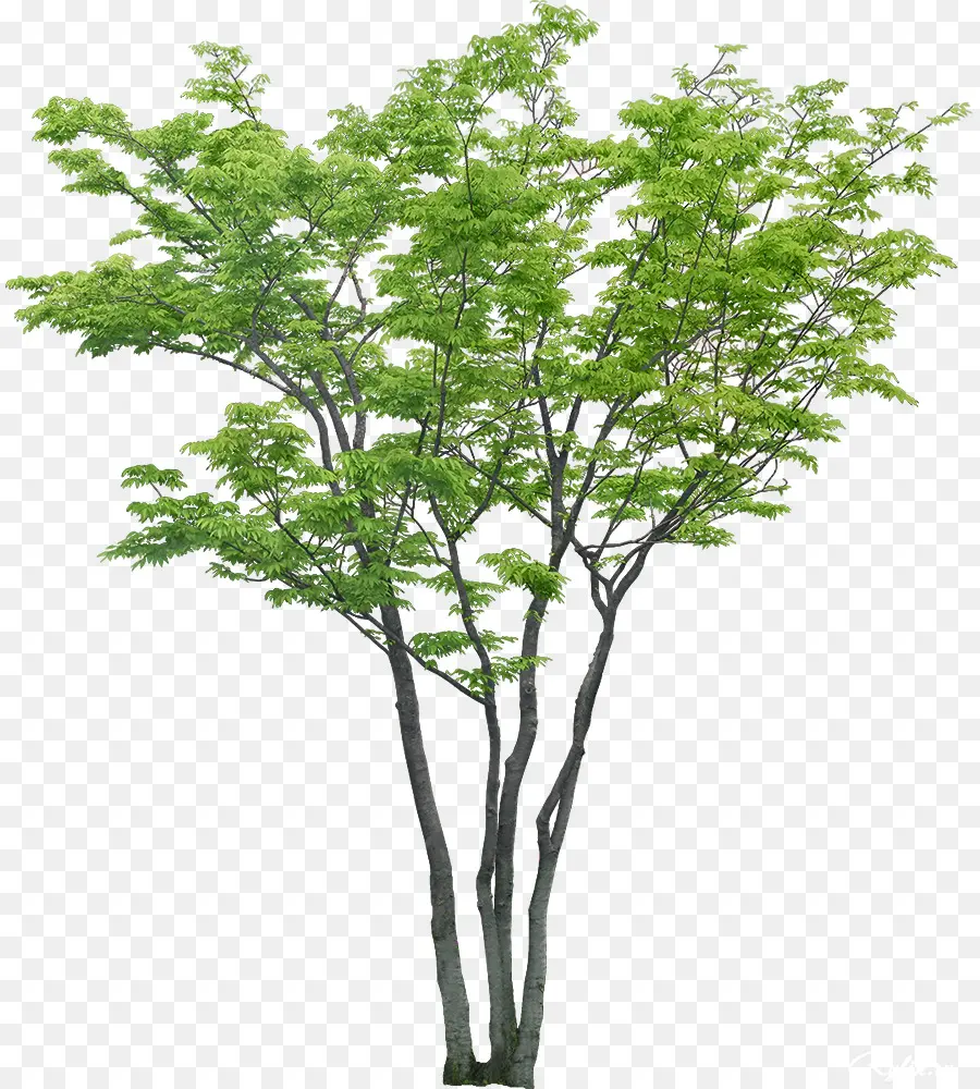 árvore，Mobiliário De Jardim PNG