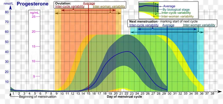 Gráfico De Progesterona，Hormônio PNG