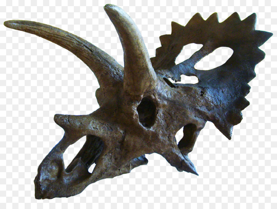 Anchiceratops，Triceratops PNG