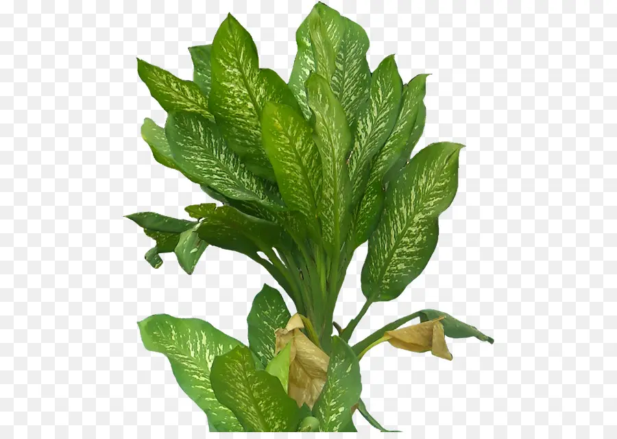 Planta Verde，Folhas PNG